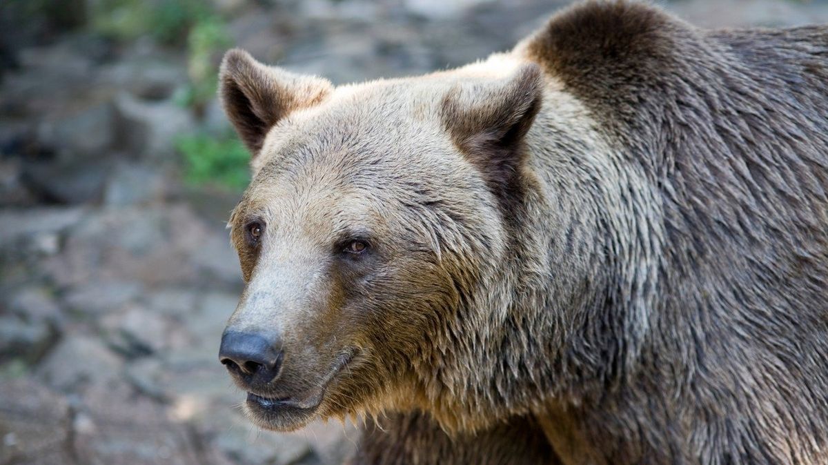 Aktivisté protestují proti trestu smrti pro medvěda, který pokousal dva Italy